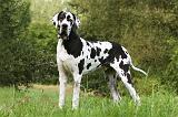 DOGUE ALLEMAND 270
